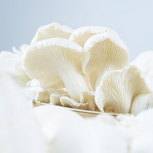 jamur tiram putih jember